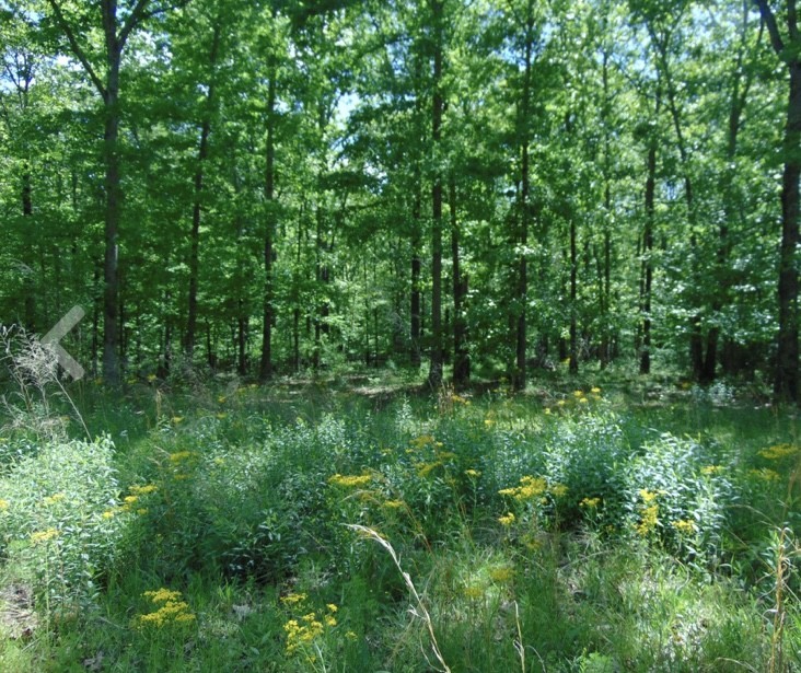 139 Lost Arrowhead Road Summertown, TN 38483 - Photo 2 of 4