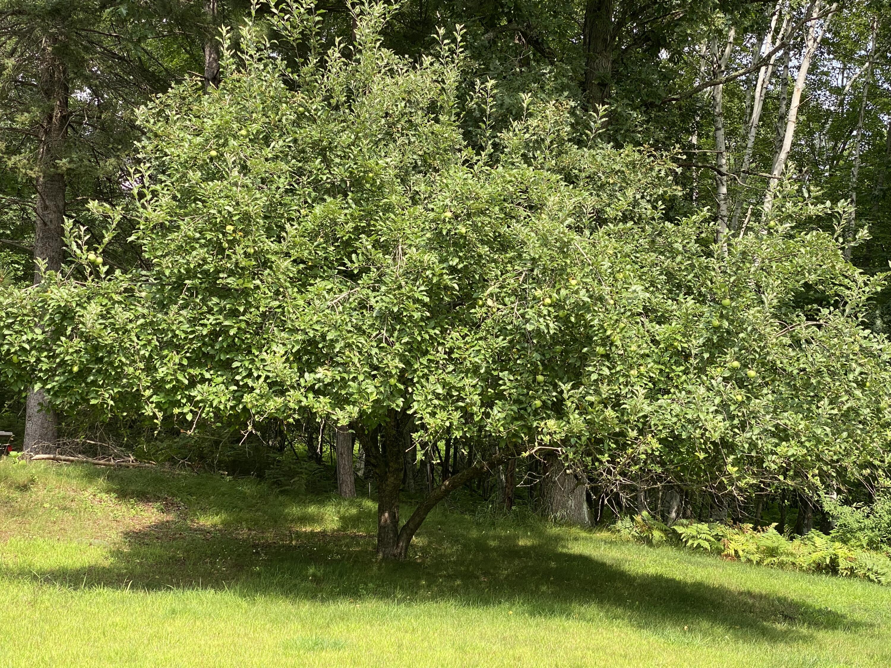 N12425 Freele Road Wausaukee, WI 54177 - Photo 25 of 31 IMG_0224