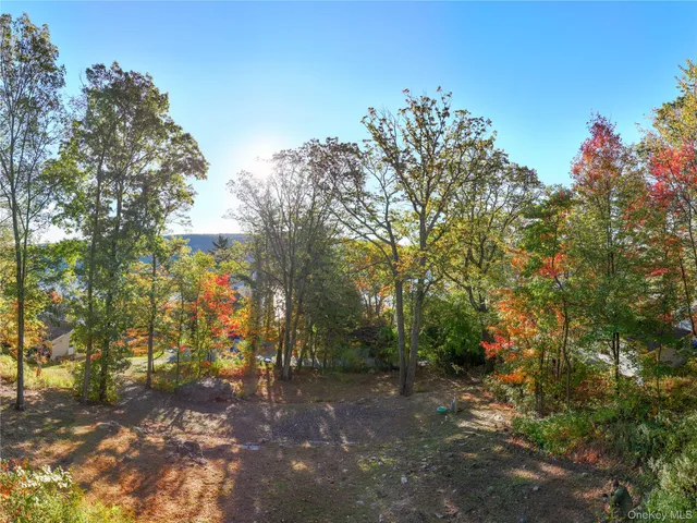 a view of a forest with trees in the background