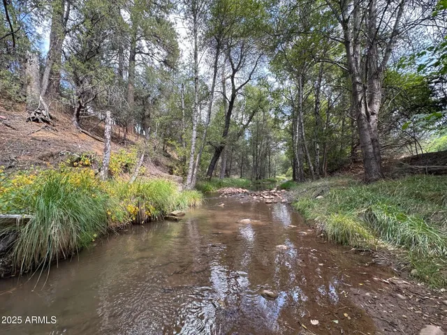 a view of a forest with trees