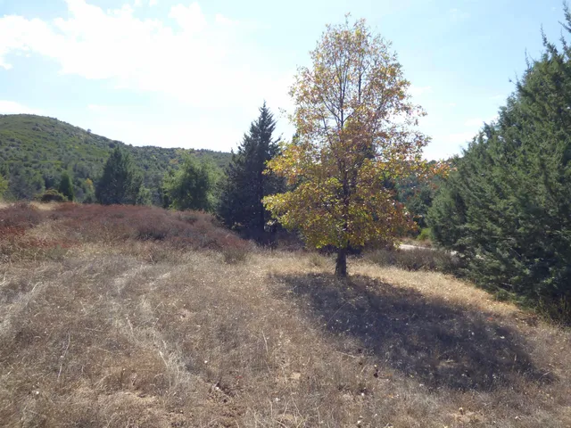 a view of a dry yard covered with trees