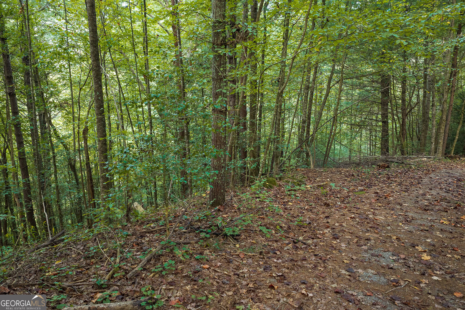 Lt14-17 Conasauga Road Ellijay, GA 30540 - Photo 6 of 19 Gallery Image 6