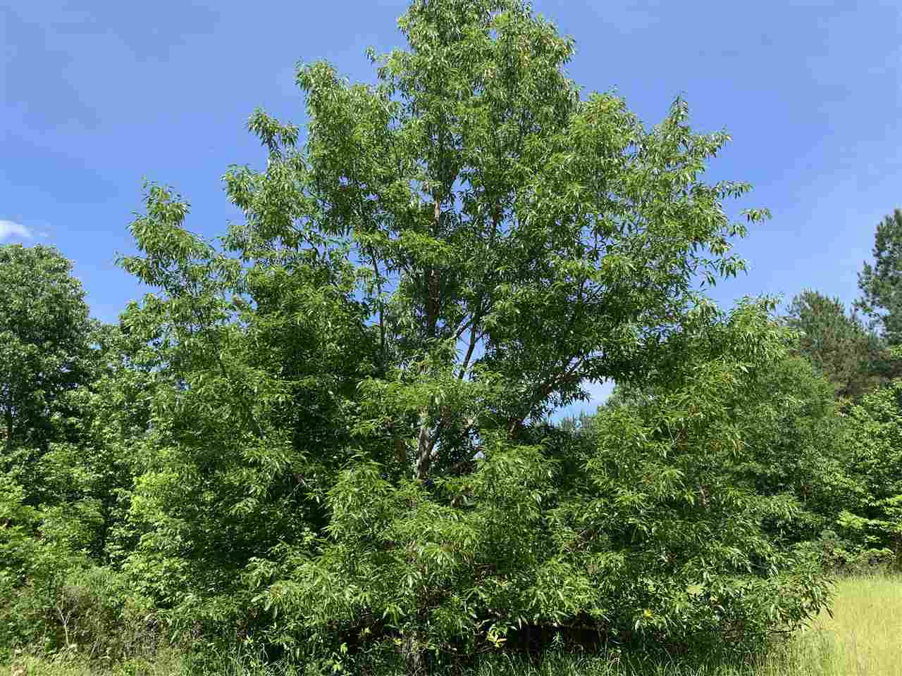 0 Mcguffee Road Clinton, MS 39056 - Photo 23 of 34 Photo 24
