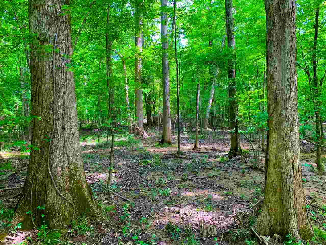 0 Mcguffee Road Clinton, MS 39056 - Photo 3 of 34 Photo 3