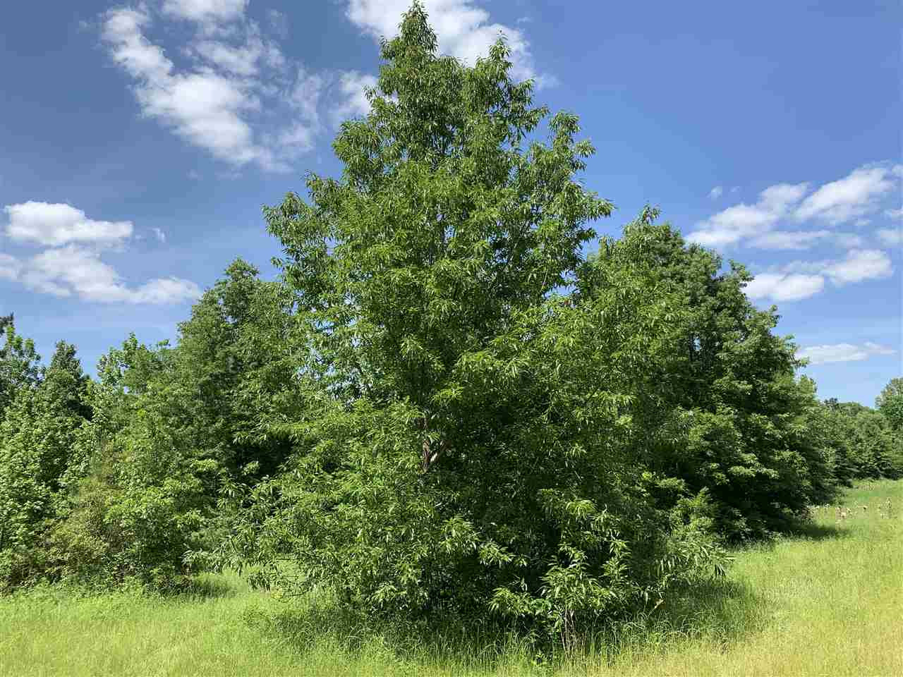 0 Mcguffee Road Clinton, MS 39056 - Photo 9 of 34 Photo 9