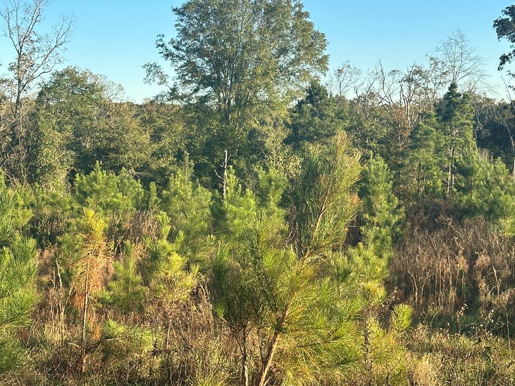 250 Adams Mill Road Clayton, AL 36016 - Photo 5 of 74