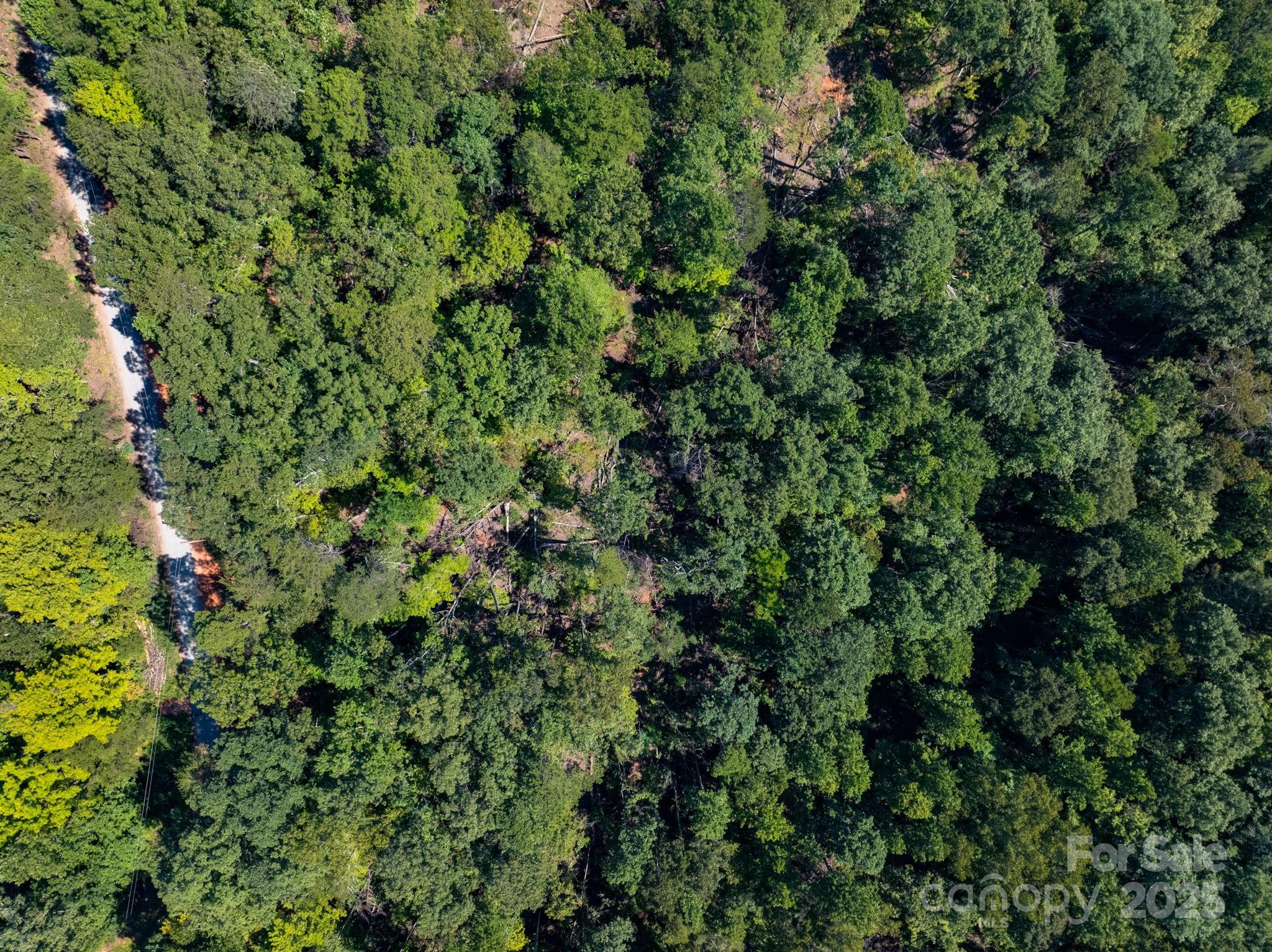 0 Calhoun Trail Rutherfordton, NC 28139 - Photo 15 of 20 a view of a lush green forest