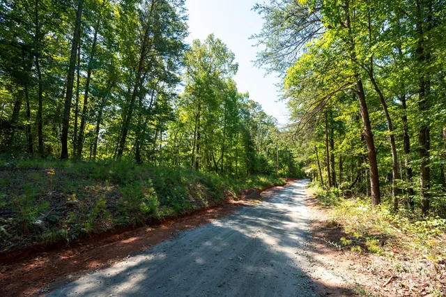 a view of a trees with a yard