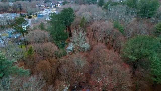 a view of a forest with a lake