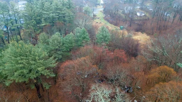 a view of a yard with plants and trees