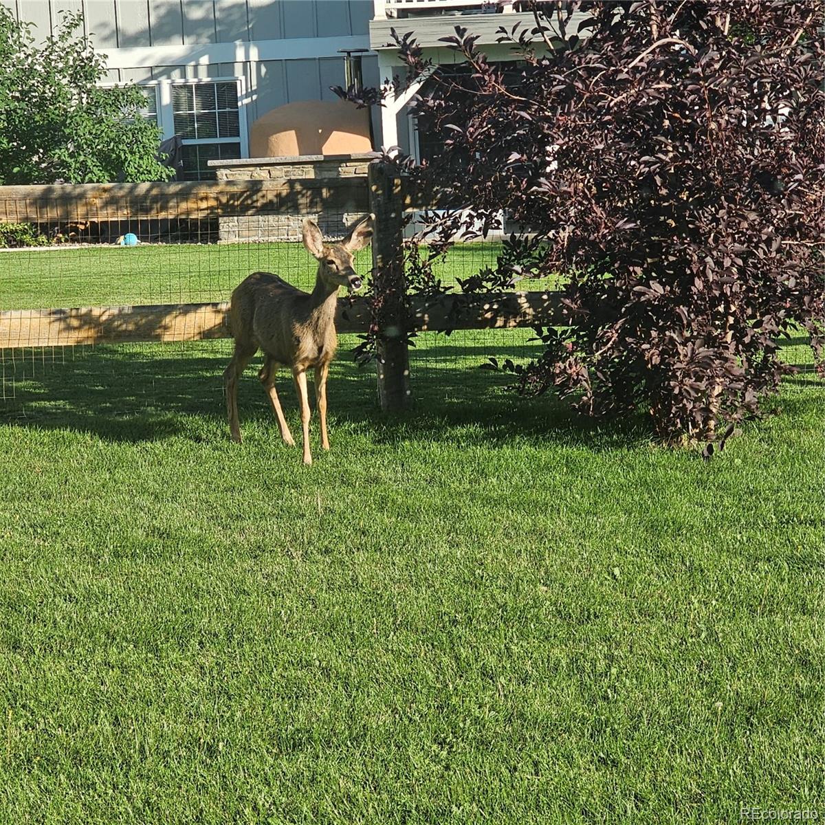 7412 Berkeley Court Castle Pines, CO 80108 - Photo 33 of 37 a view of a golf course with a lake