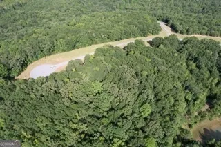 a view of a forest with a tree