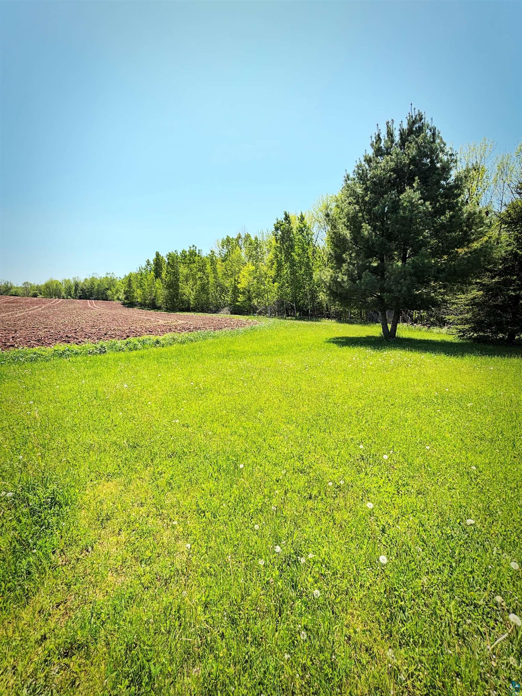 67805 Old County Road High Bridge, WI 54846 - Photo 9 of 11 Expansive grassy area featuring a mature evergreen tree
