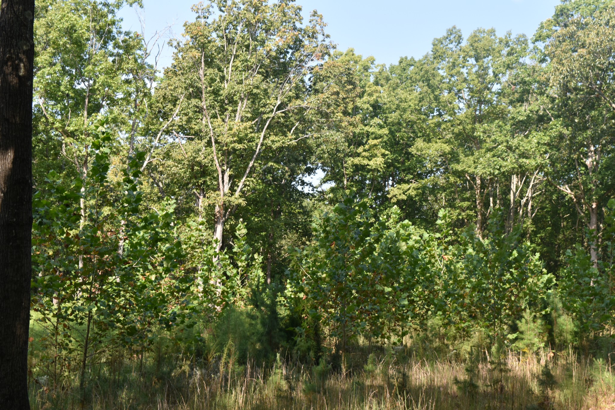 0 Stage Coach Road Sewanee, TN 37375 - Photo 42 of 50 Gallery Image 42