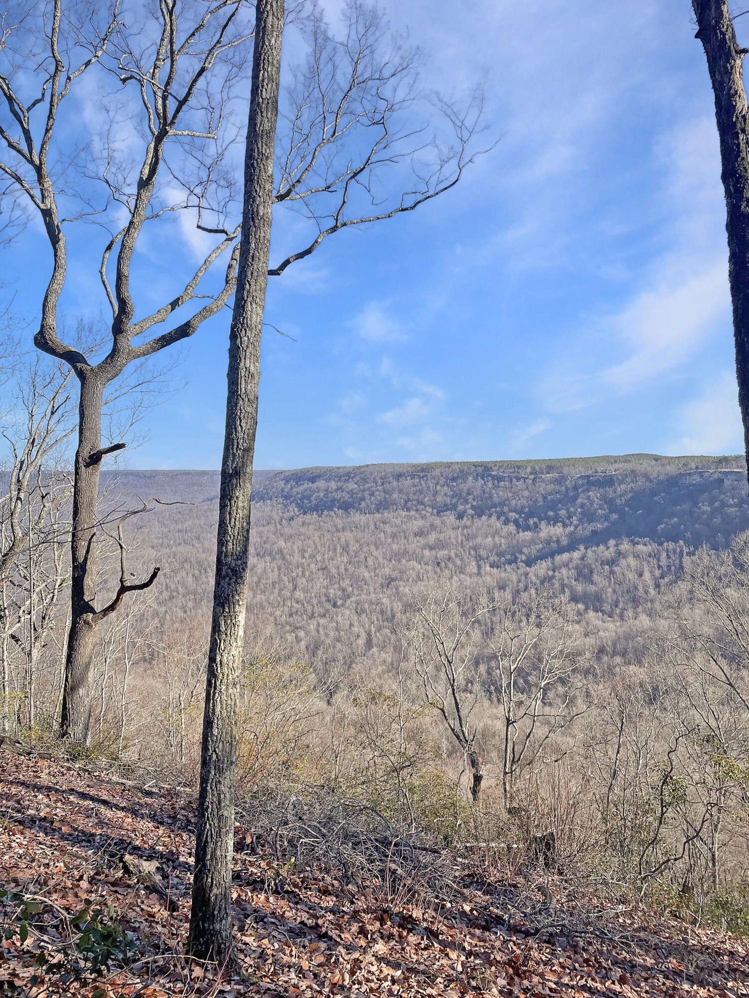 0 Summit Way South Pittsburg, TN 37380 - Photo 2 of 34 a view of a dry yard with wooden fence