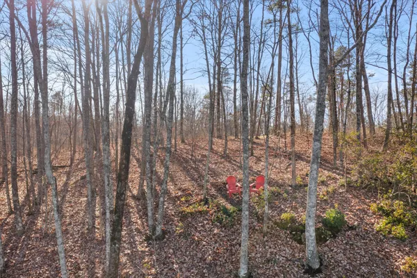 a close up of a plant in a yard