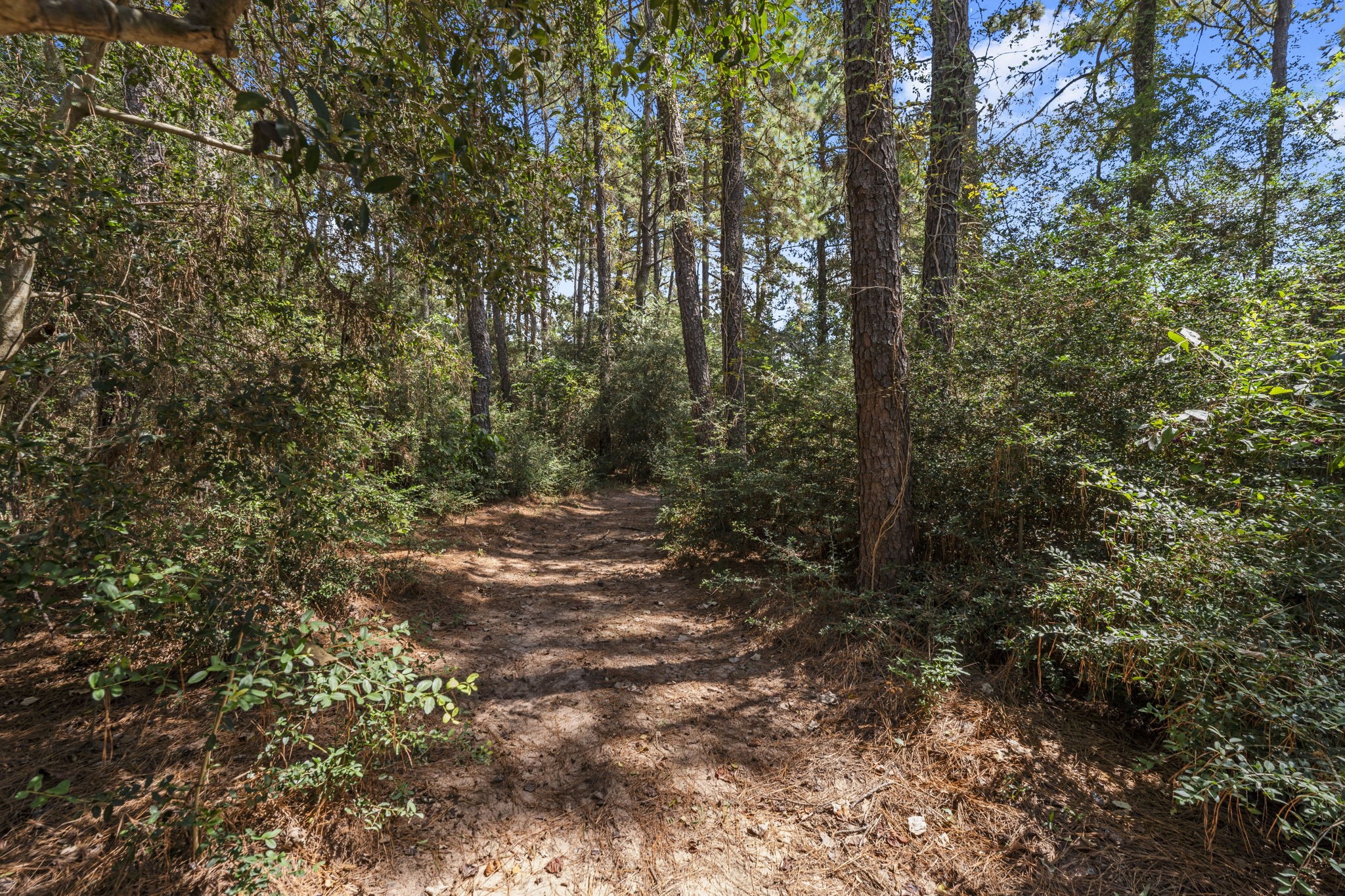 1534 Virgie Community Road Magnolia, TX 77354 - Photo 48 of 50 Need a trail ride? Take the horses on this bridle path through the trees! This path cuts through one side of the property to the other. 1534 Virgie Community Road has it all! This is a true lifestyle property!