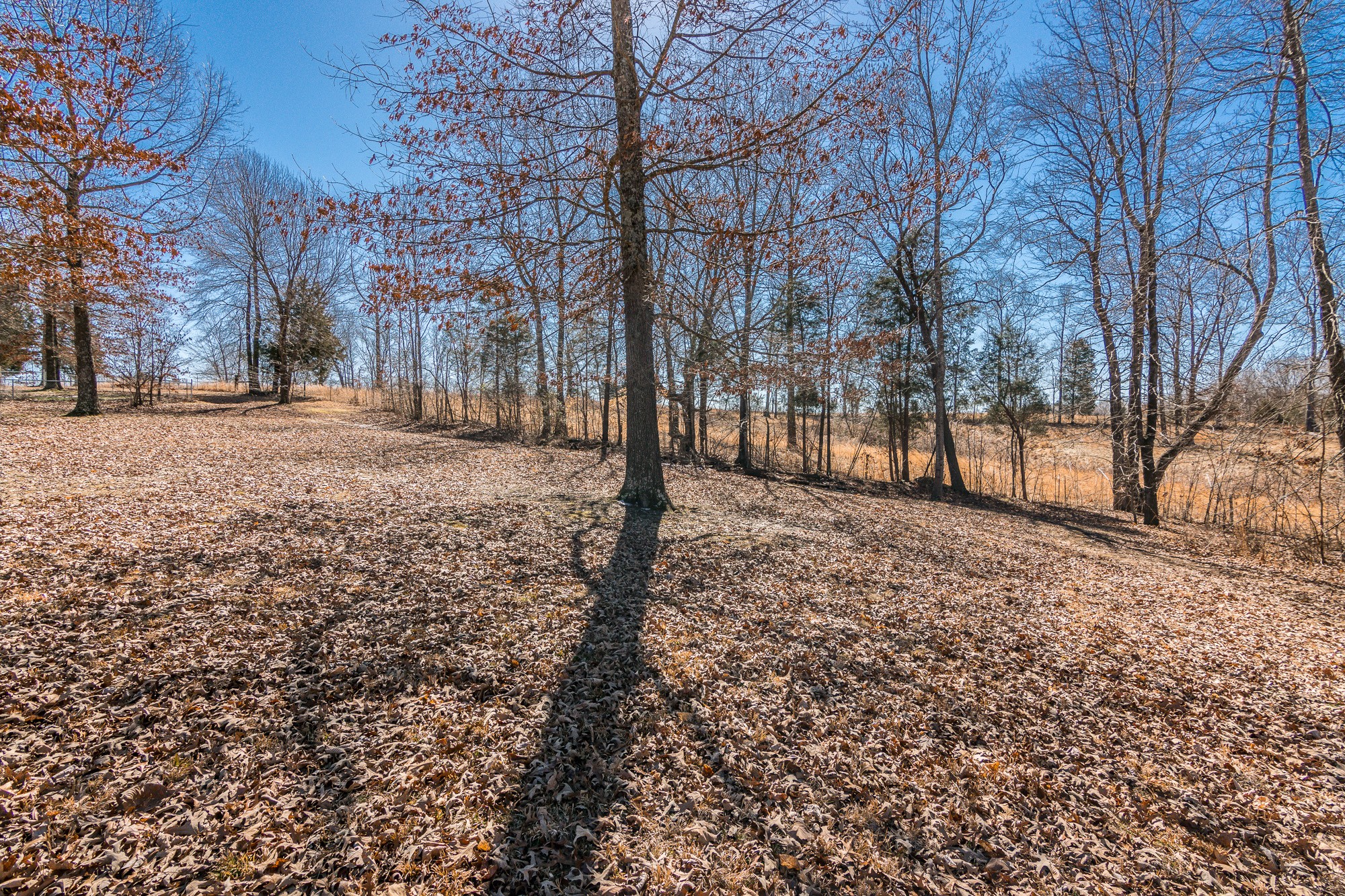 166 Switchboard Road Portland, TN 37148 - Photo 43 of 49 a view of empty yard with trees