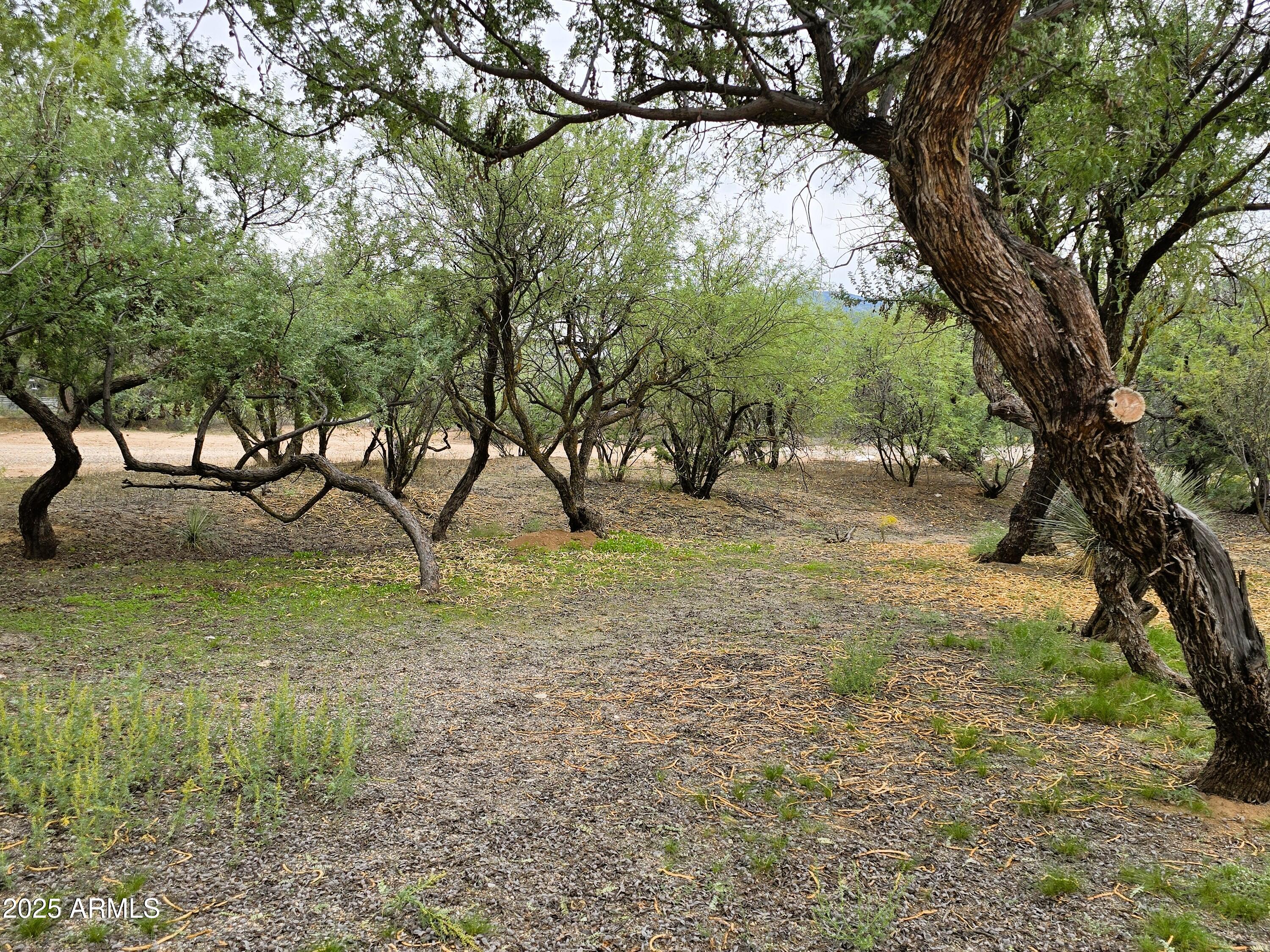 1642 East River Bend Road Camp Verde, AZ 86322 - Photo 5 of 38 front mesquites
