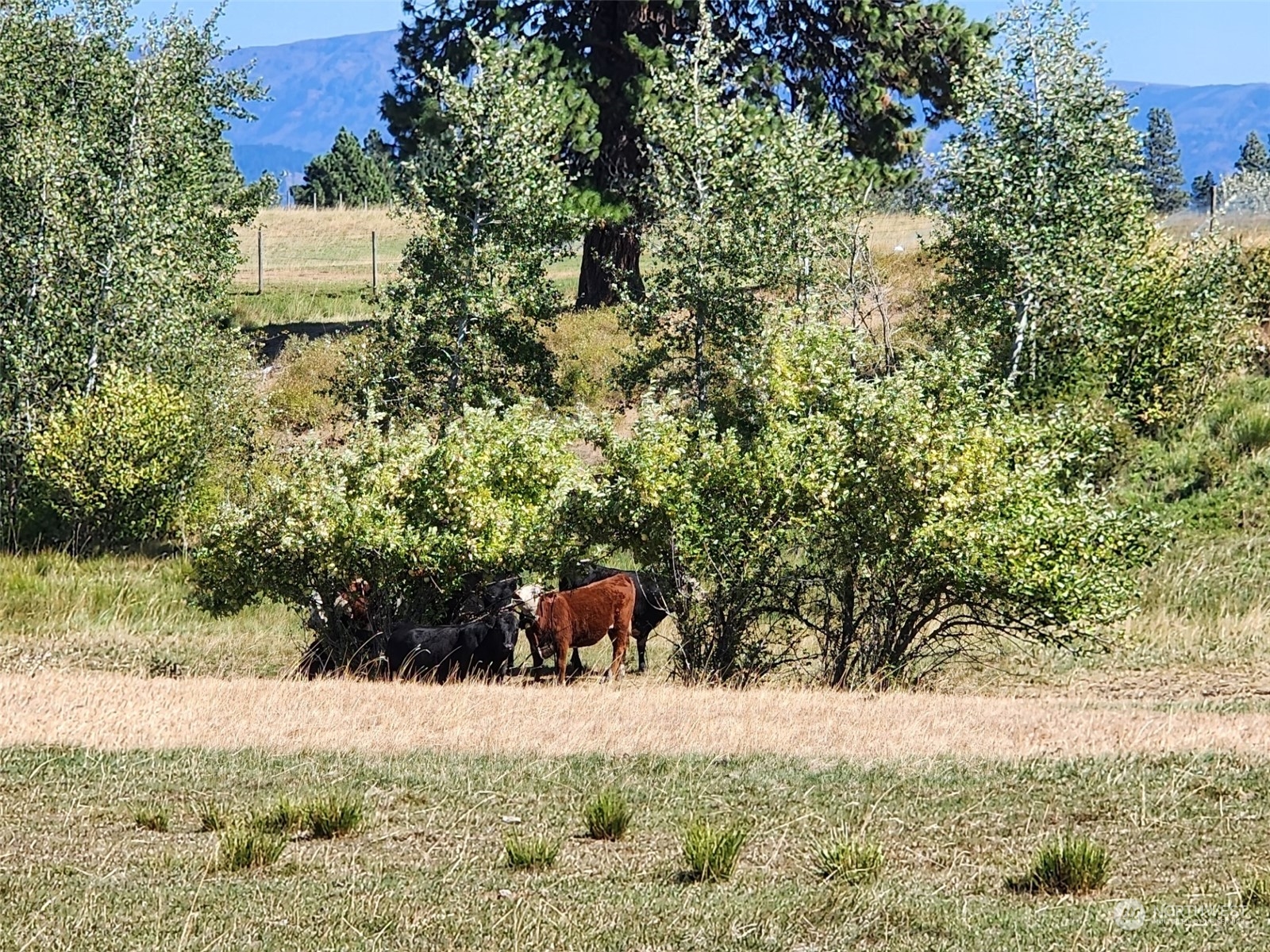 3 Iron Mountain Road Cle Elum, WA 98922 - Photo 13 of 30 Gallery Image 13