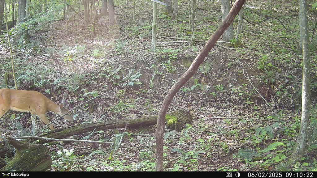 2 Maple Grove Road Orlando, KY 40460 - Photo 29 of 34 31-867490072296648_06022025091038-E10001