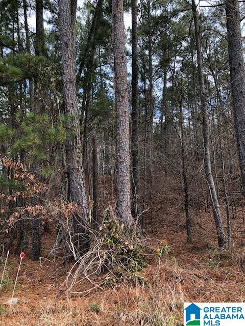 0 Pleasant Valley Road, Unit 1 Jacksonville, AL 36265 - Photo 4 of 24