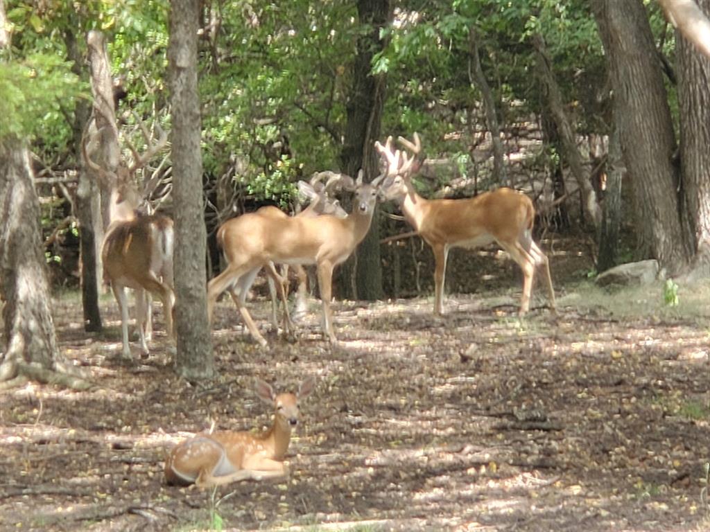 1159 Mikus Road Weatherford, TX 76087 - Photo 4 of 22 a view of a yard with tree s
