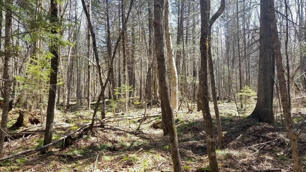 14-15 Haynes Road Wytopitlock, ME 04497 - Photo 30 of 31 Woods 1