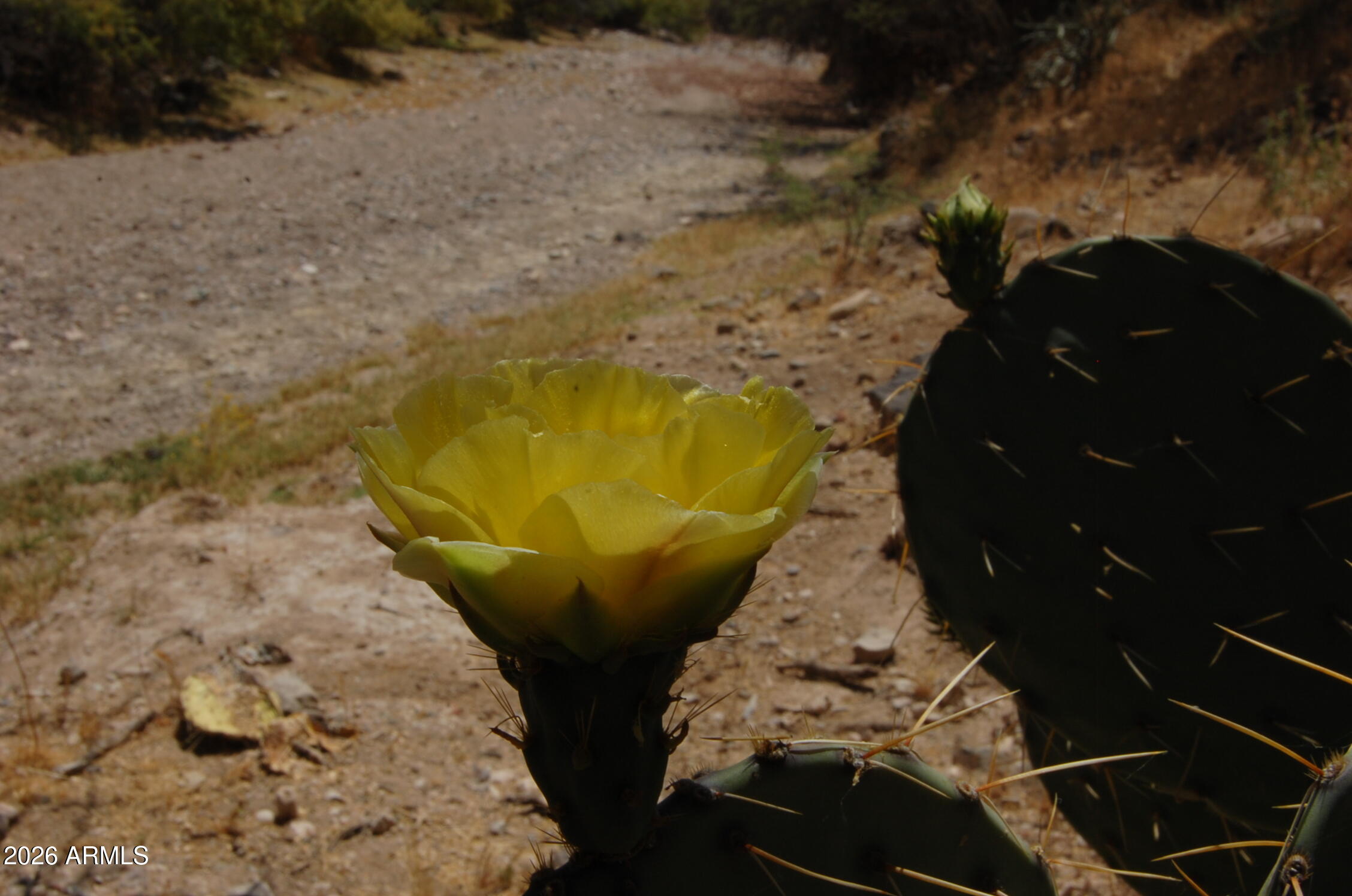 37700 Cow Creek Road, Unit 54 Morristown, AZ 85342 - Photo 41 of 42 #54 Cactus flower in creek