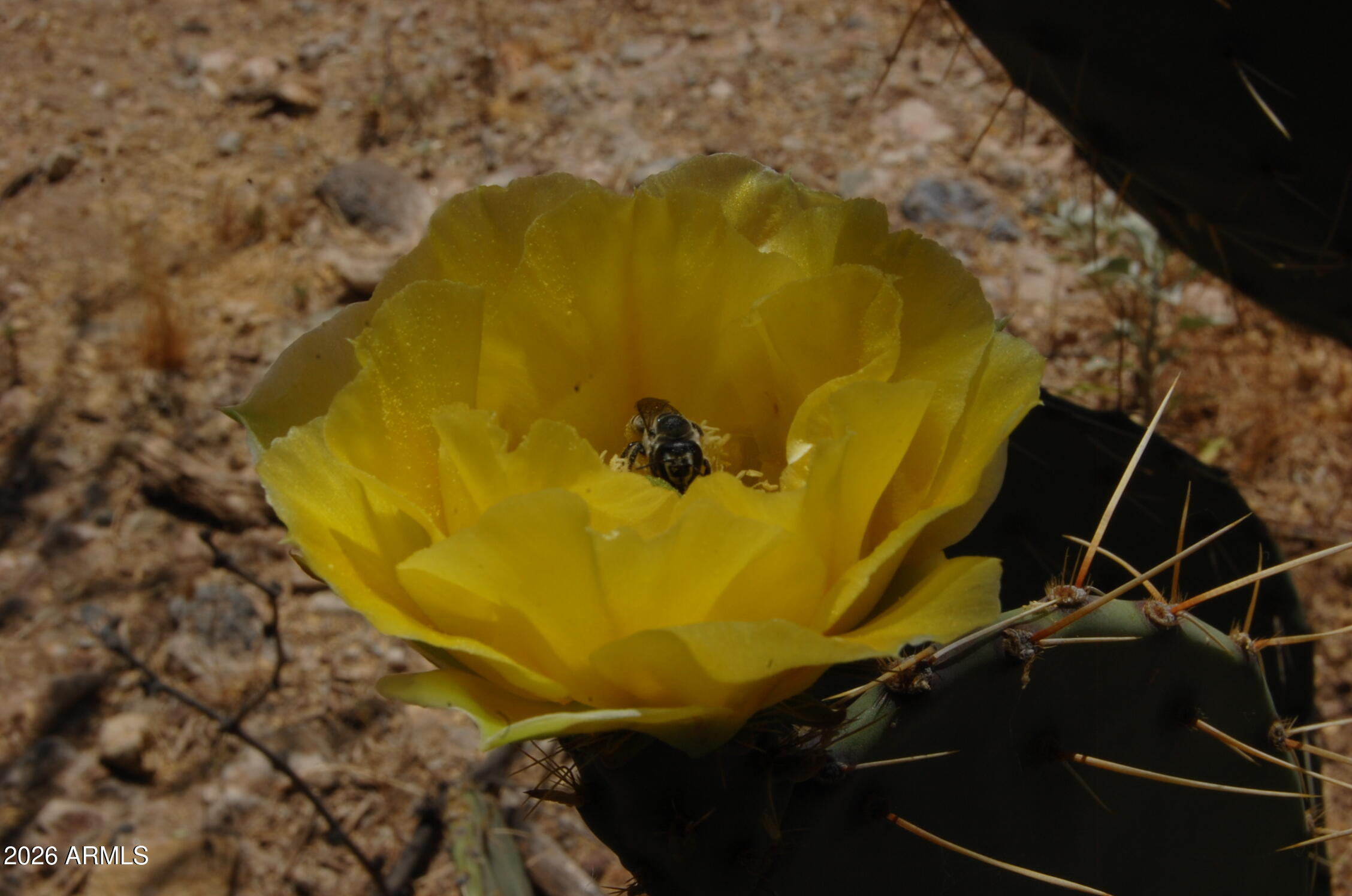 37700 Cow Creek Road, Unit 54 Morristown, AZ 85342 - Photo 42 of 42 #54 bee in flower