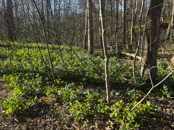 $49,900 | Crossings View Rd Road, Paw Paw, WV 25434