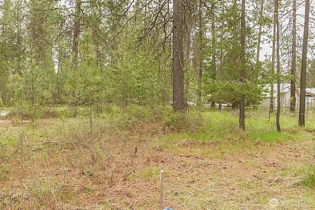 a view of a yard with trees