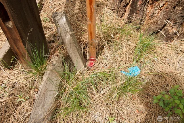 a view of a yard with trees