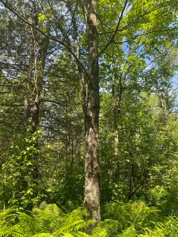 $129,900 | Swamp Road, Clintonville, WI 54929