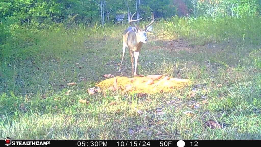 700 Clay Camp Road Hitchins, KY 41146 - Photo 76 of 108 Buck