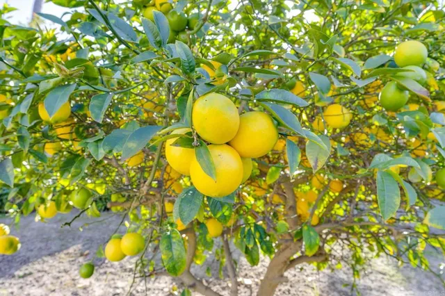 $929,000 | 3795 Kelton Drive, Oceanside, CA 92056