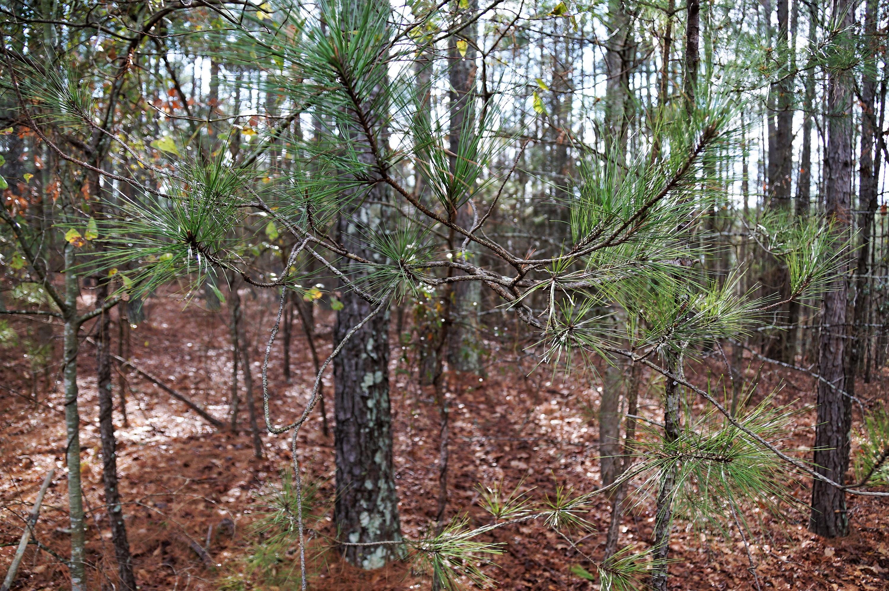 253 Pats Road Vass, NC 28394 - Photo 6 of 7 DSC01954 (2)