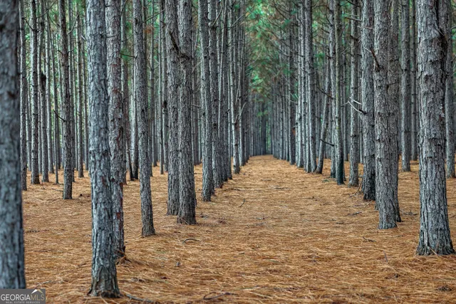 a backyard of a house with lots of trees
