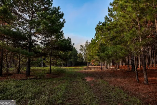 a view of a forest with lots of trees