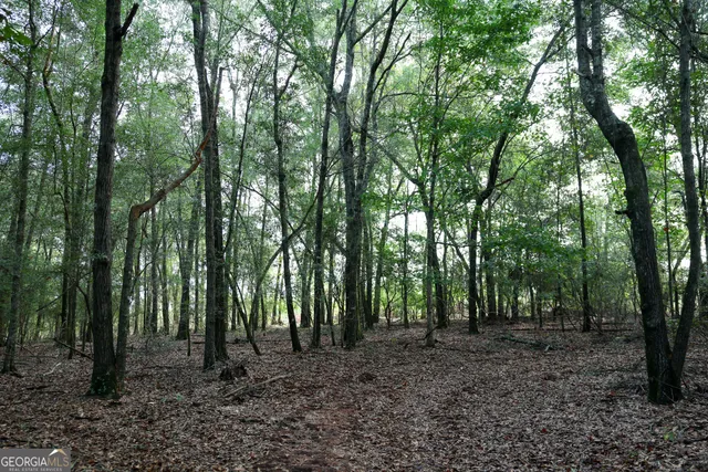 a view of a forest with trees in front of it