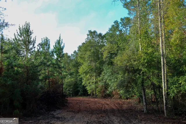 a view of a forest with trees in the background