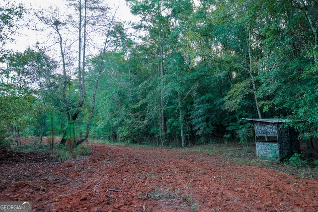 a view of a forest with trees