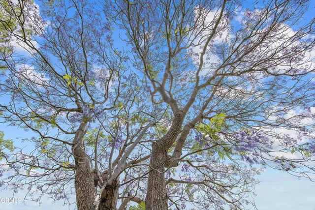 a view of tree from a tree