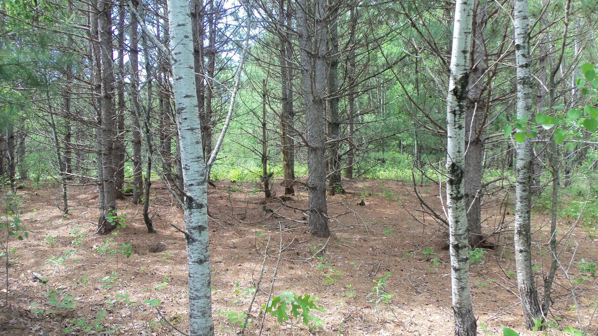 Lot 21 Maple Lane Siren, WI 54872 - Photo 5 of 9