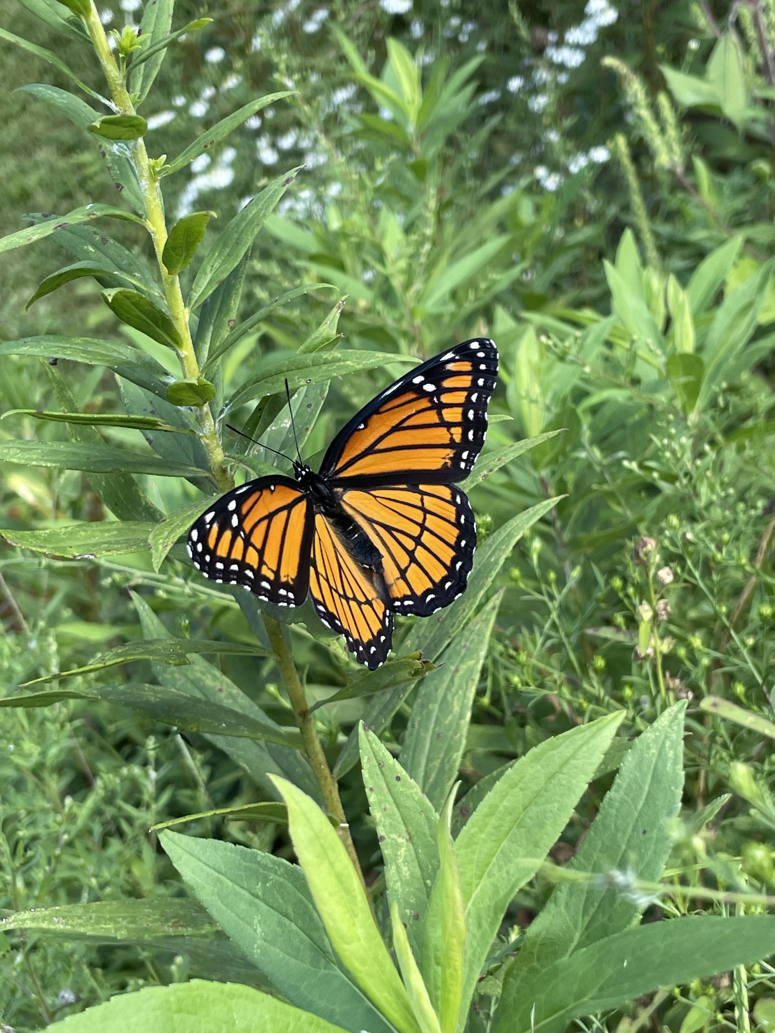 131 Butterfly Lane Bell Buckle, TN 37020 - Photo 37 of 46 a view of an outdoor space