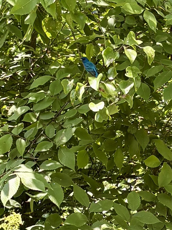 131 Butterfly Lane Bell Buckle, TN 37020 - Photo 39 of 46 a view of a tree
