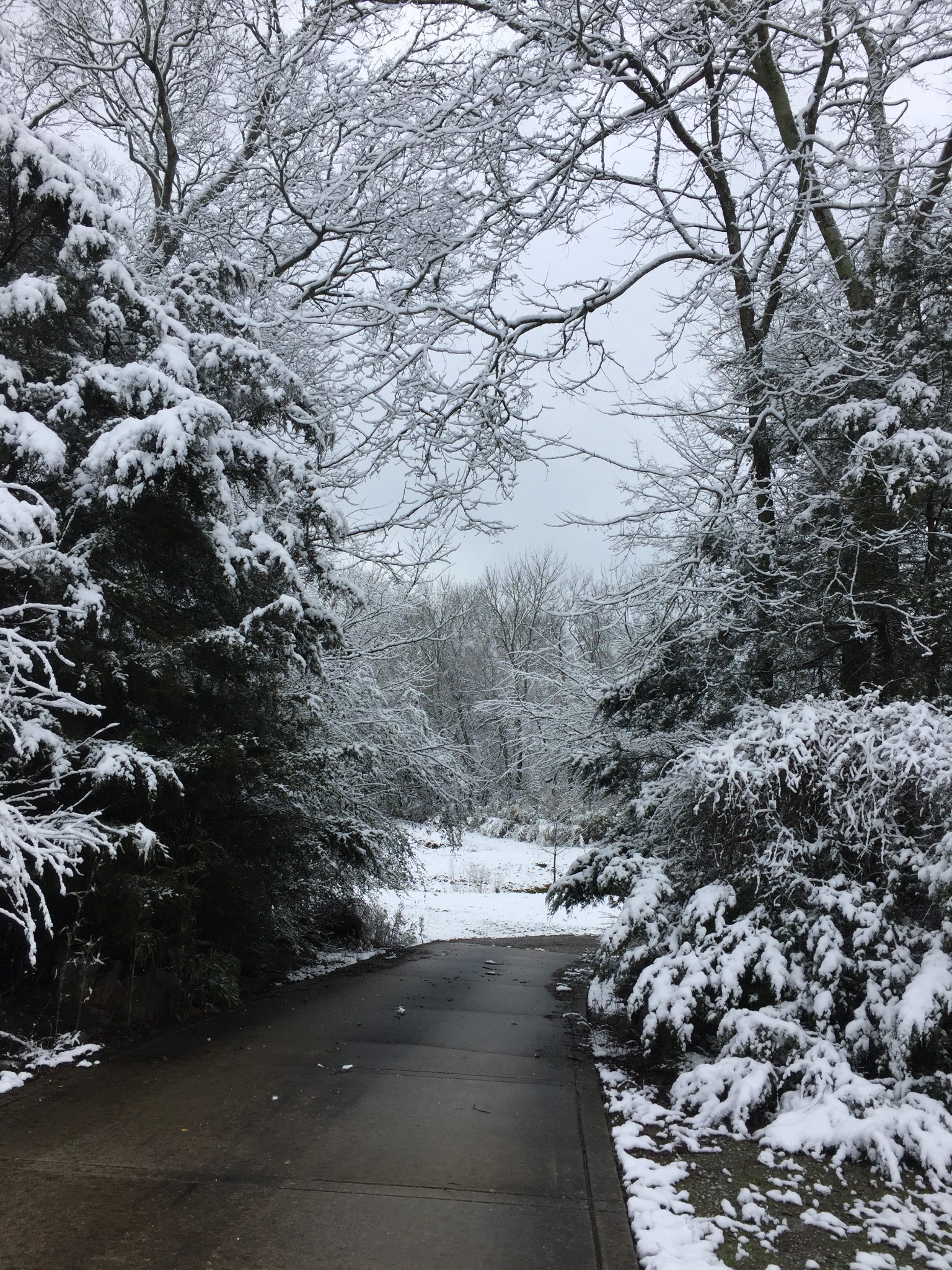 131 Butterfly Lane Bell Buckle, TN 37020 - Photo 6 of 46 a view of a yard with a tree