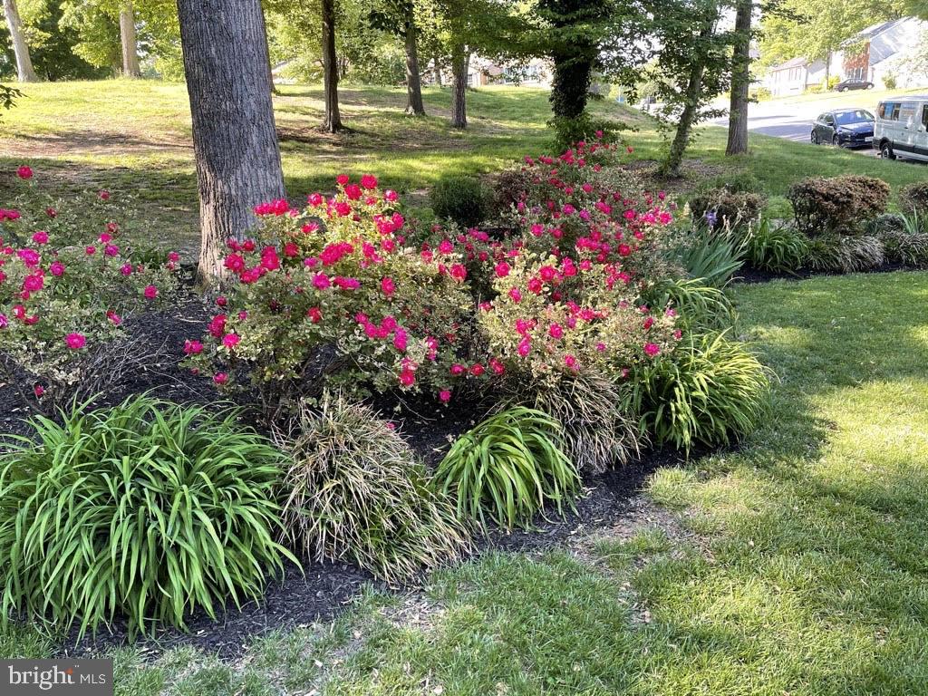16010 Edgewood Drive Dumfries, VA 22025 - Photo 8 of 85 Spring blooms