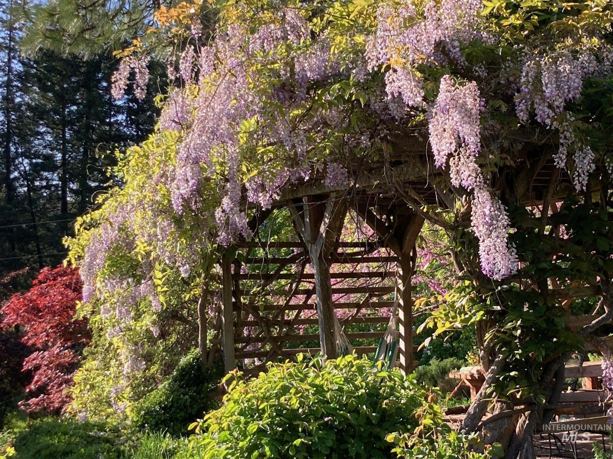 266 Falcon Ridge Road Kooskia, ID 83539 - Photo 39 of 50 Wood pergola structure adorned with wisteria, featuring extensive landscaping with varied foliage, including a red-leafed tree and evergreen trees in the background