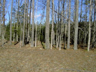 Lot # Lot Boy Scout Road Bailey, NC 27807 - Photo 1 of 1 Primary Photo